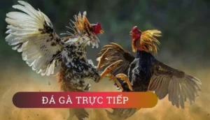Cách Chơi Đá Gà GA28 Tại Fi88 Chinh Phục Đấu Trường