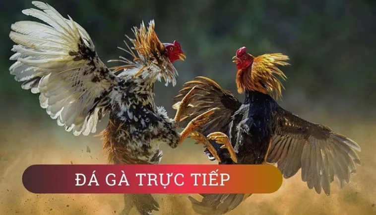 Cách Chơi Đá Gà GA28 Tại Fi88 Chinh Phục Đấu Trường