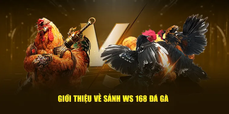 Chinh Phục Đấu Trường Đá Gà WS168 Fi88 Trăm Trận Trăm Thắng
